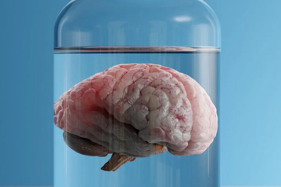 SpaceX Sends Mini Human Brains to ISS for NASA Research